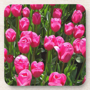 BEAUTIFUL PINK TULIPS COASTER