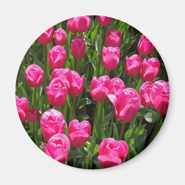 BEAUTIFUL PINK TULIPS MAGNET (Front)