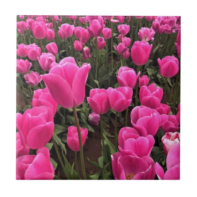Beautiful Pink Tulips, Oregon Ceramic Tile (Front)