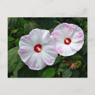 Beautiful pink white Hibiscus flowers Postcard