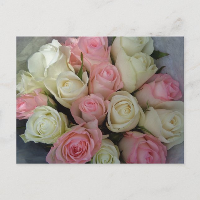 Beautiful Pink White Roses Flower Bouquet Postcard (Front)