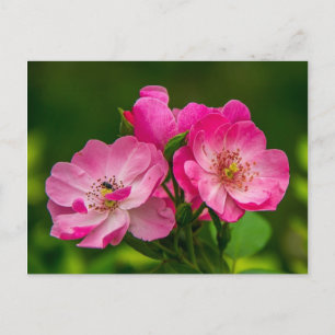 Beautiful pink wild rose postcard