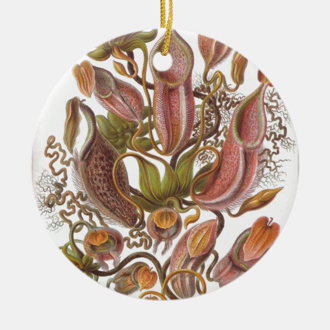 Beautiful pitcher plant drawing by Haeckel Ceramic Ornament (Front)