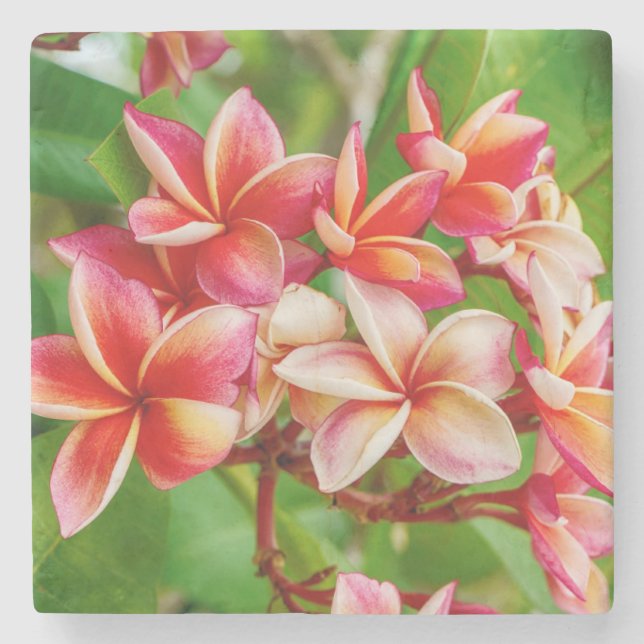 Beautiful Plumeria Flowers Stone Coaster (Front)