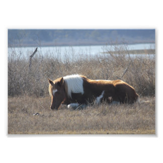 Beautiful pony photograph. photo print
