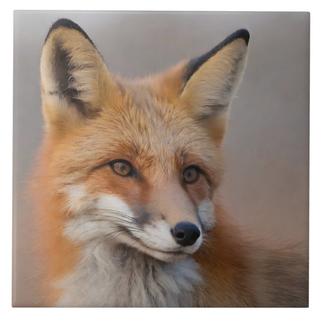 Beautiful Portrait of Red Fox in Wilderness 3a  Ceramic Tile (Front)
