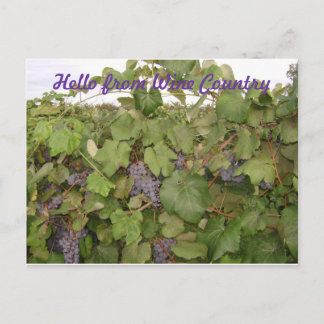 Beautiful Post card of Grapes