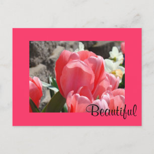 Beautiful postcards Pink Spring Tulip Flowers
