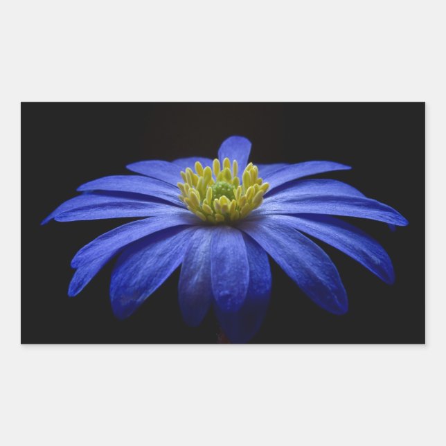Beautiful Pretty Blue Flower on Black Rectangular Sticker (Front)