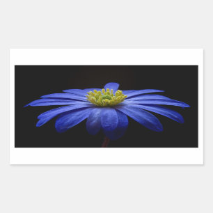Beautiful Pretty Blue Flower on Black Rectangular Sticker