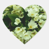 Beautiful Primula vulgaris Primroses in dry leaves