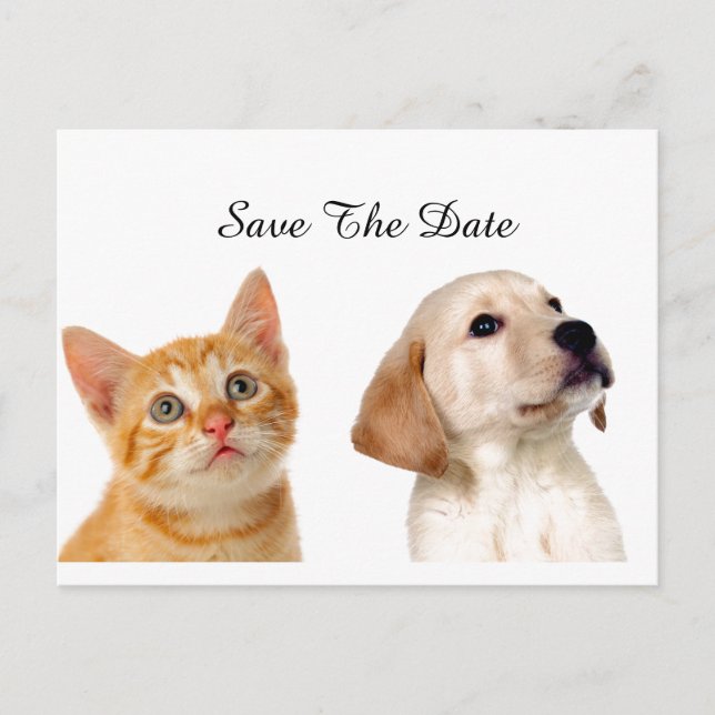 Beautiful Puppy And Cat Announcement Postcard (Front)