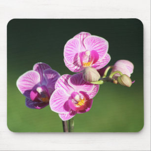 Beautiful Purple and Pink Orchid Mouse Pad