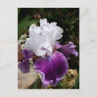 Beautiful Purple and White Iris Design