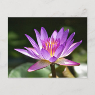 Beautiful Purple and Yellow Lotus Flower Photo! Postcard