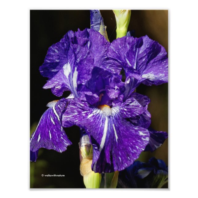 Beautiful Purple Bearded Iris in the Afternoon Sun Photo Print (Front)