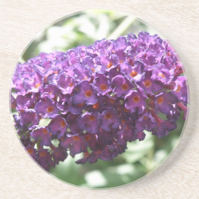 Beautiful Purple Buddleia Flowers Coasters (Front)