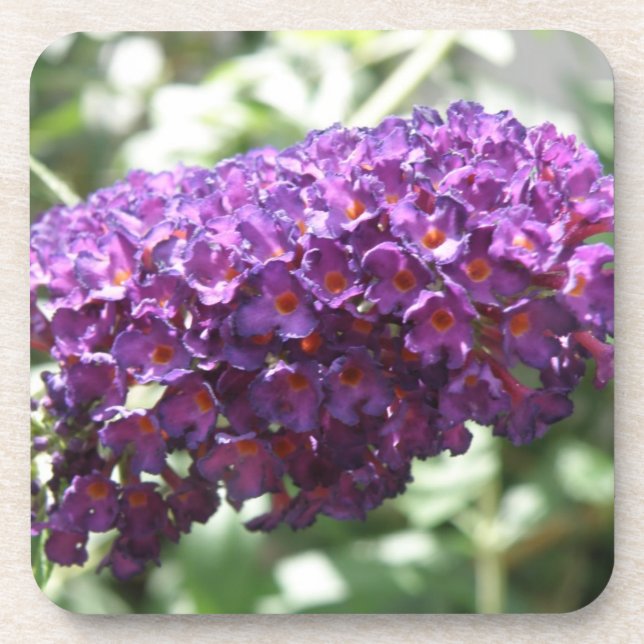 Beautiful Purple Buddleia Flowers Cork Coaster (Front)