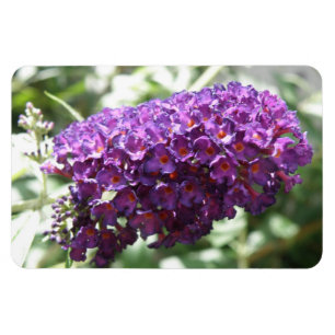 Beautiful Purple Buddleia Flowers Premium Magnet