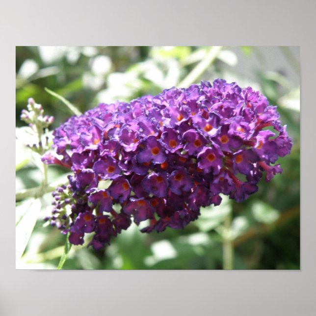Beautiful Purple Buddleia Flowers Print (Front)