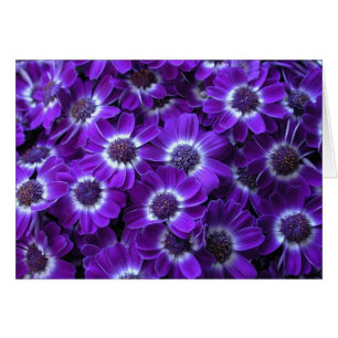 Beautiful Purple Cinerarias