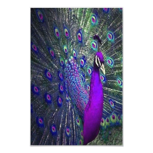 Beautiful Purple Colour Feather Peacock Bird Photo Print (Front)