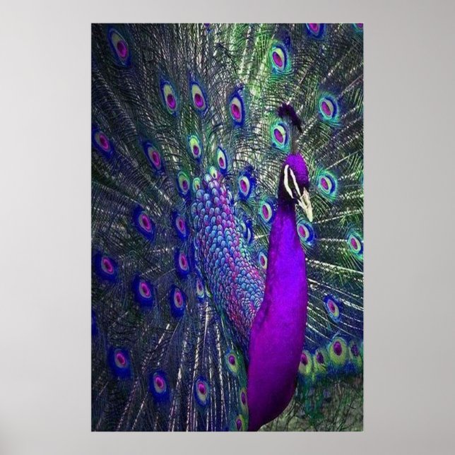 Beautiful Purple Colour Feather Peacock Bird Poster (Front)