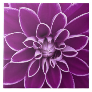 Beautiful purple dahlia flower tile