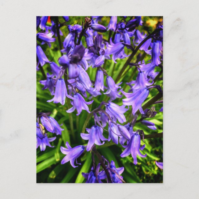 Beautiful purple flowers postcard (Front)