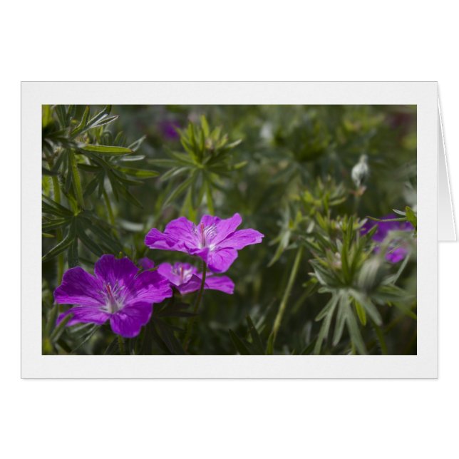 Beautiful purple garden flowers (Front Horizontal)