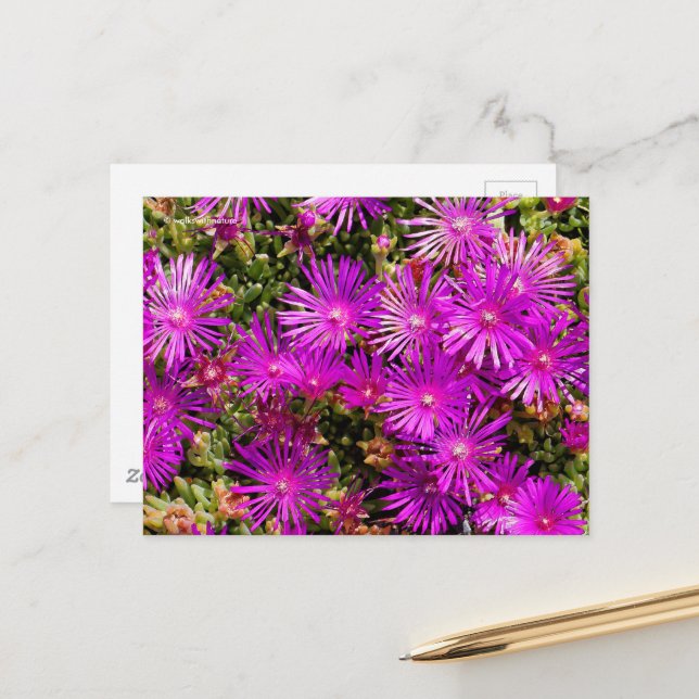 Beautiful Purple Ice Plant Flowers Postcard (Front/Back In Situ)