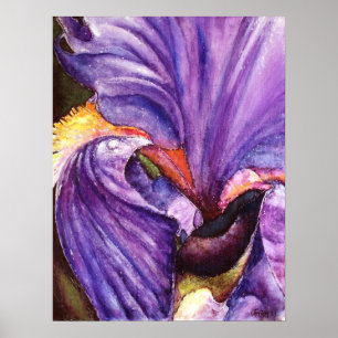 Beautiful Purple Iris Art Print