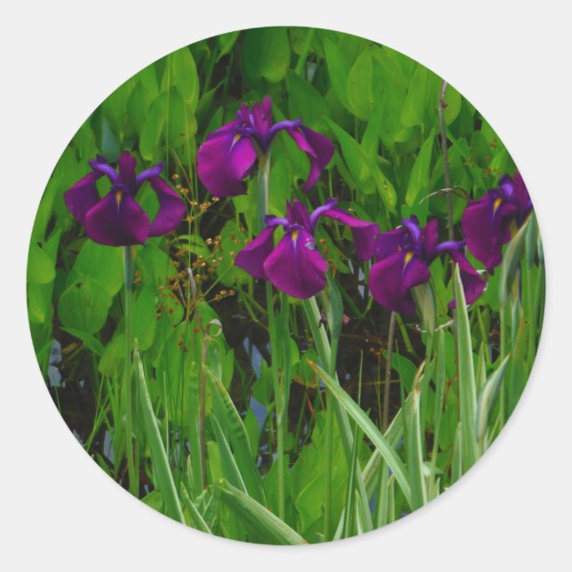 Beautiful Purple Iris Classic Round Sticker (Front)
