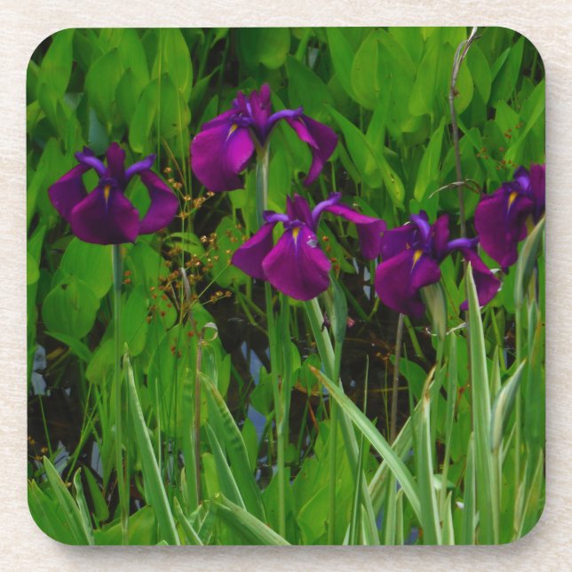 Beautiful Purple Iris Coaster (Front)