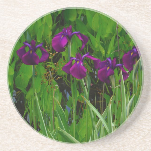 Beautiful Purple Iris Coaster (Front)
