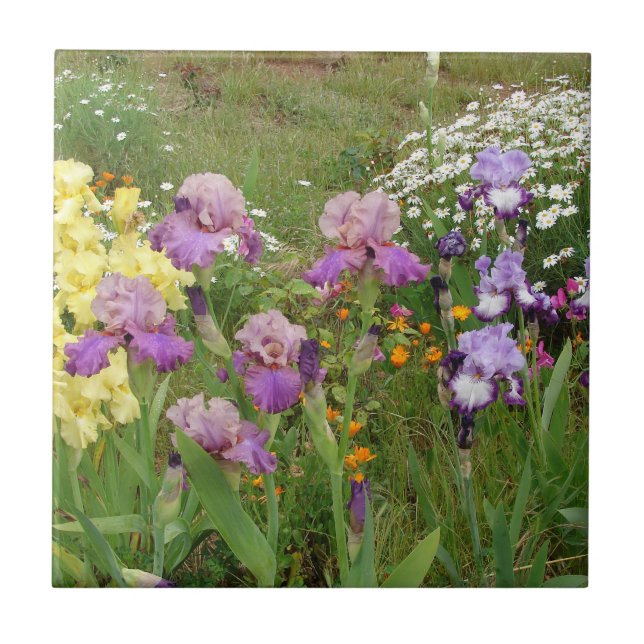 Beautiful Purple Iris Flower floral Photo Ceramic Tile (Front)