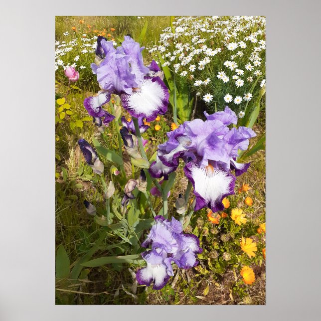Beautiful Purple Iris Flower Garden Poster (Front)
