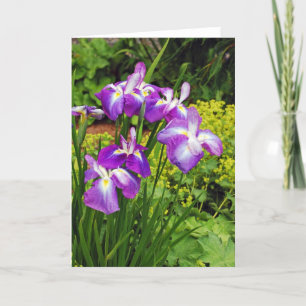 Beautiful purple iris flowers print greeting card