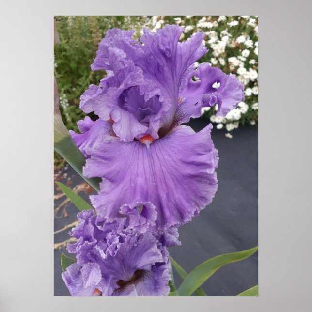 Beautiful Purple Iris Lilac Flower Garden Poster (Front)
