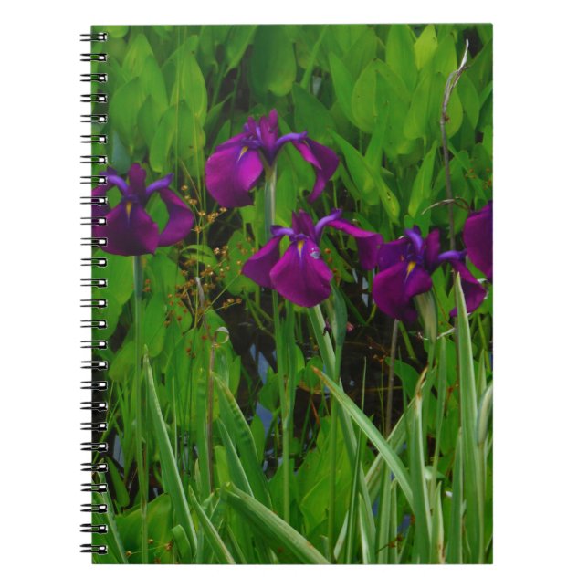Beautiful Purple Iris Notebook (Front)