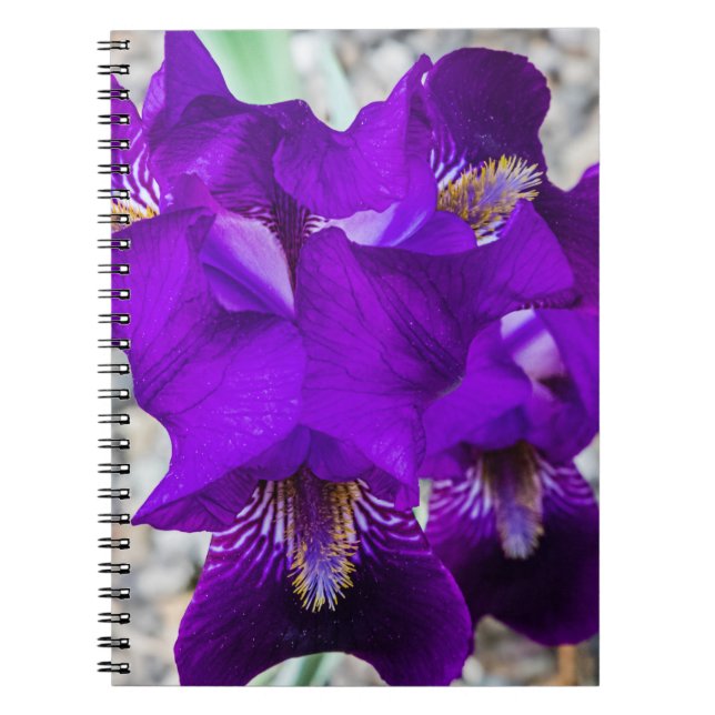 Beautiful purple iris notebook (Front)