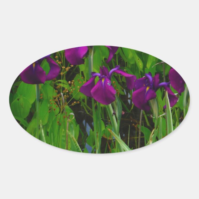 Beautiful Purple Iris Oval Sticker (Front)