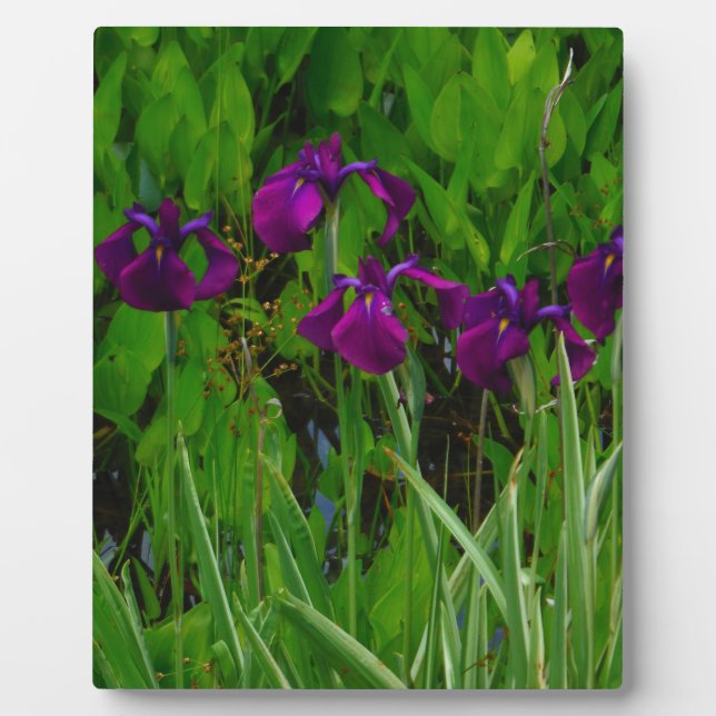 Beautiful Purple Iris Plaque (Front)