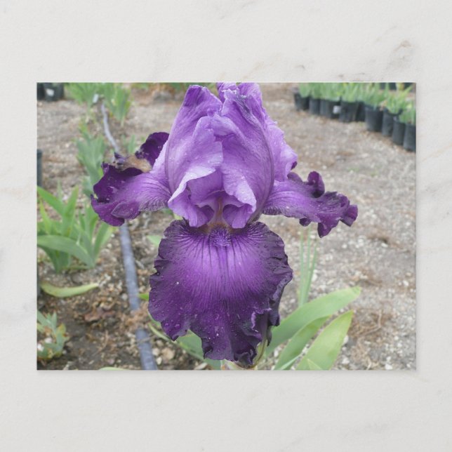 Beautiful purple iris postcard (Front)