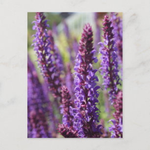 Beautiful purple Lavender Flower Postcard