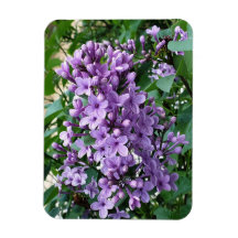 Beautiful purple lilac flower bloom 