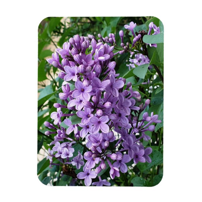 Beautiful purple lilac flower bloom  magnet (Vertical)