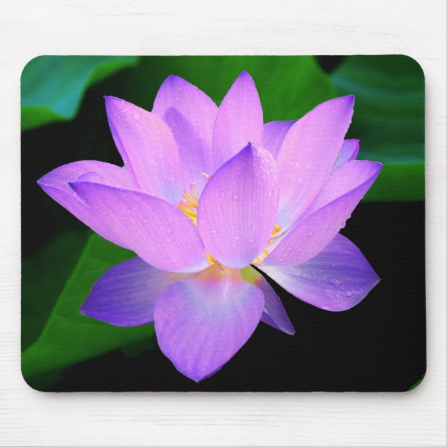 Beautiful purple lotus flower in water mouse pad (Front)