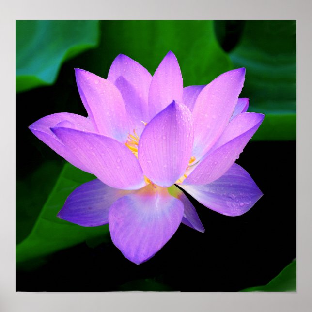 Beautiful purple lotus flower in water poster (Front)