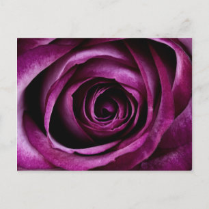 Beautiful Purple Rose Flower Petals Girly Gifts Postcard